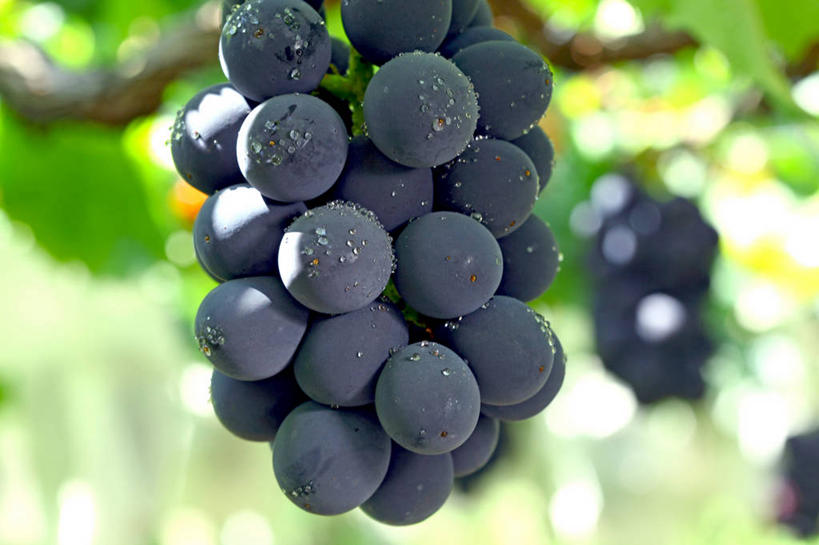 无人,横图,室外,特写,白天,仰视,水,露水,葡萄,水果,叶子,三串,阴影,朦胧,模糊,新鲜,透明,光线,液体,影子,水滴,生食,食品,果实,绿叶,架子,水珠,食物,黑色,阳光,露珠,嫩叶,有机食品,绿色食品,生机,支撑,固定,剔透,葡萄架,灵动,通明,叶,叶片,山葫芦,蒲桃,草龙珠,彩图,低角度拍摄,晶莹