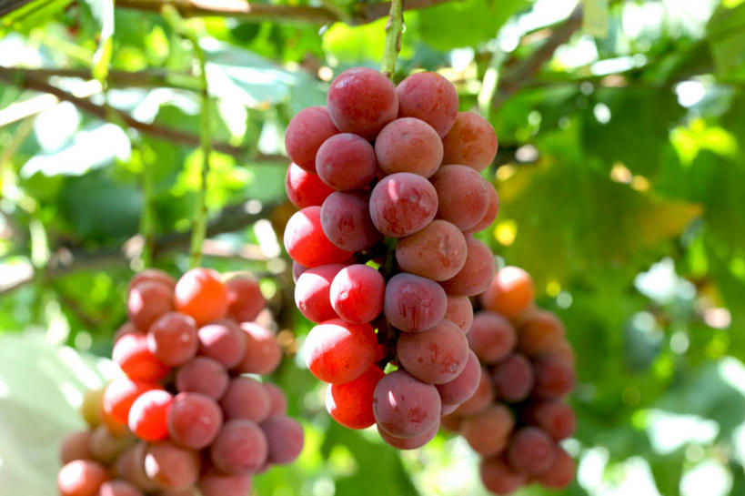 无人,横图,室外,特写,白天,仰视,葡萄,水果,叶子,三串,阴影,朦胧,模糊,新鲜,光线,影子,生食,食品,果实,绿叶,提子,架子,食物,红色,阳光,嫩叶,有机食品,绿色食品,支撑,固定,葡萄架,葡萄之王,叶,叶片,山葫芦,蒲桃,草龙珠,彩图,低角度拍摄