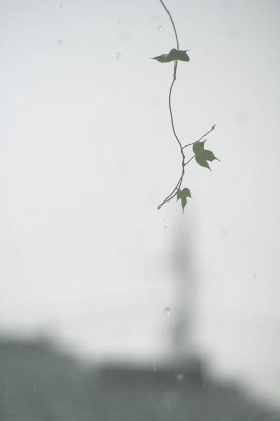 无人,竖图,室内,特写,白天,正面,爱情,水,植物,窗户,落地窗,喇叭花,叶子,朦胧,模糊,透明,液体,水滴,绿叶,玻璃窗,水珠,嫩叶,生长,成长,生机,虚幻,剔透,牵牛,牵牛子,勤娘子,朝颜花,灵动,冷静,通明,牵牛花,叶,叶片,彩图,朝颜,晶莹