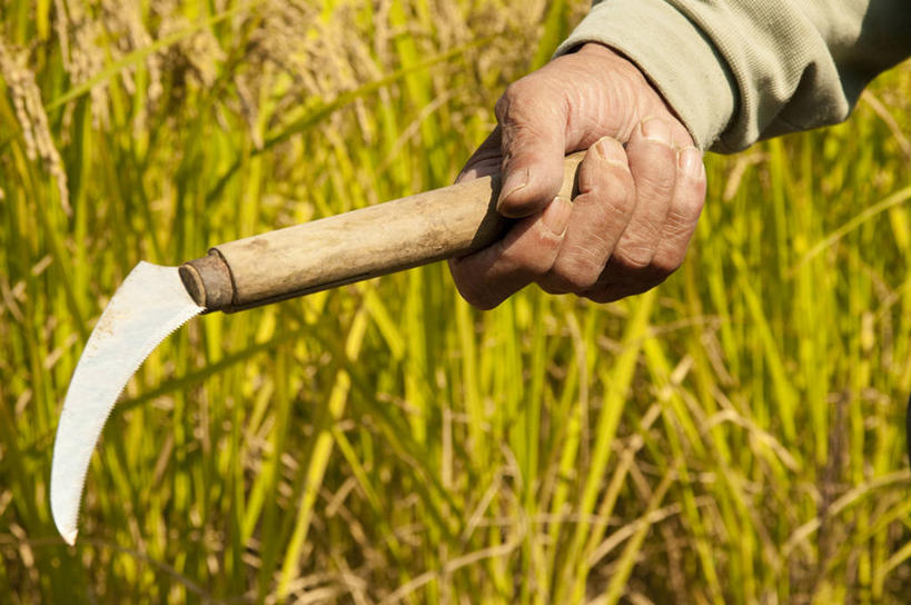 东方人,手,一个人,农田,横图,室外,特写,白天,正面,庄稼,农作物,草地,草坪,植物,亚洲,双手,仅一个男性,仅一个人,握,阴影,服装,光线,影子,休闲装,黄种人,草,一个,衣服,绿色,阳光,仅一个老年男性,休闲,手部,休闲服,握着,服饰,单个,镰刀,农具,耕具,割刀,老年男性,男人,男性,亚洲人,半身,彩图,耕地,庄稼田