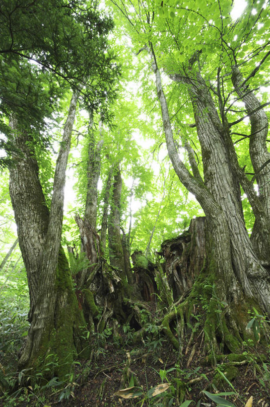 无人,公园,竖图,室外,白天,正面,旅游,度假,草地,草坪,美景,树林,植物,北海道,日本,亚洲,阴影,光线,影子,景观,娱乐,草,树,树木,绿色,阳光,自然,享受,休闲,景色,放松,生长,成长,自然风光,东亚,日本国,北海道地方,北海道岛,支笏洞爷国立公园,彩图