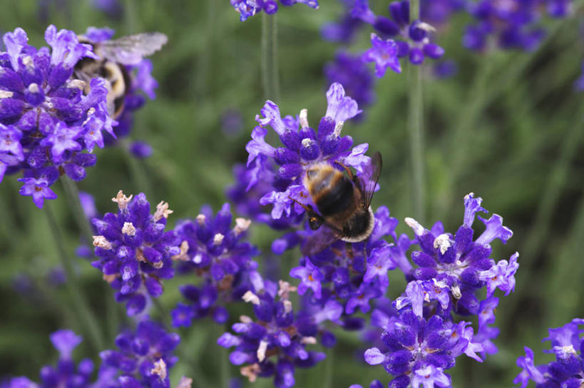 无人,横图,俯视,室外,特写,白天,爱情,草地,草坪,美景,植物,蜜蜂,许多,吊挂,悬挂,阴影,朦胧,模糊,盛开,光线,昆虫,影子,景观,很多,浪漫,挂,花蕾,草,花,花瓣,花朵,鲜花,一只,绿色,紫色,阳光,自然,动物,香草,花苞,花蕊,薰衣草,景色,自然风光,呼吸,益虫,灵香草,黄香草,奇迹,熊蜂,彩图,高角度拍摄,全身