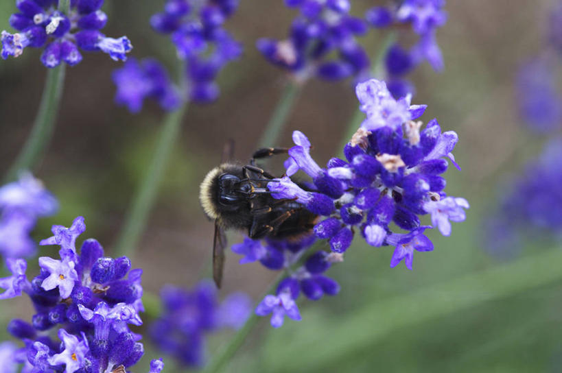 无人,横图,俯视,室外,特写,白天,爱情,美景,蜜蜂,许多,吊挂,悬挂,阴影,朦胧,模糊,盛开,光线,昆虫,影子,景观,很多,浪漫,挂,花蕾,花,花瓣,花朵,鲜花,一只,紫色,阳光,自然,动物,香草,花苞,花蕊,薰衣草,景色,自然风光,呼吸,益虫,灵香草,黄香草,奇迹,熊蜂,彩图,高角度拍摄,全身