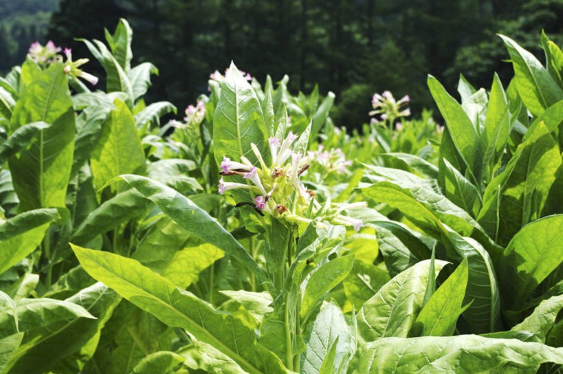无人,农田,横图,室外,特写,白天,正面,庄稼,农作物,花海,花圃,美景,树林,植物,叶子,许多,阴影,朦胧,模糊,盛开,光线,影子,景观,草药,药草,很多,花蕾,中药,花,花瓣,花朵,花卉,鲜花,树,树木,粉色,绿色,阳光,自然,花丛,花束,花田,花苞,花蕊,景色,生长,成长,自然风光,药材,中草药,中药材,本草,陪伴,花烟草,烟草花,美花烟草,彩图,耕地,庄稼田