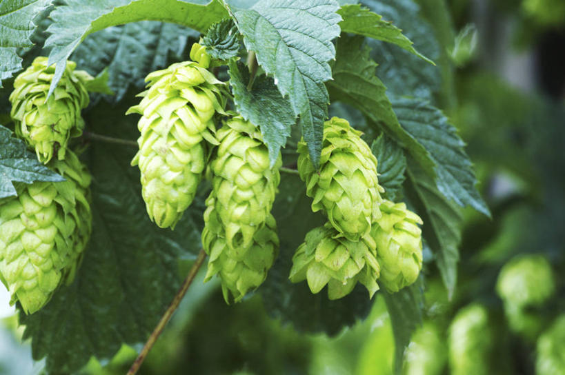 无人,横图,室外,特写,白天,正面,美景,植物,许多,阴影,朦胧,模糊,盛开,光线,影子,景观,啤酒花,很多,花蕾,花,花瓣,花朵,鲜花,树,树木,绿色,阳光,自然,花苞,花蕊,景色,生长,成长,酒花,自然风光,忽布,蛇麻花,酵母花,彩图