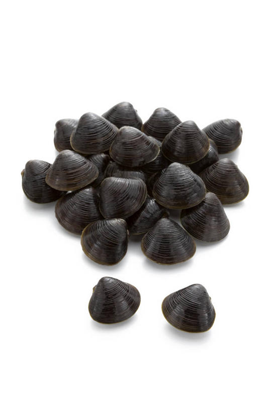 海鲜,无人,竖图,室内,特写,白天,白色背景,正面,一堆,许多,阴影,堆叠,堆积,反射,影子,褐色,很多,水产,海洋生物,白色,摄影,影棚,堆,水生动物,海产品,水生物,海底动物,彩图,影棚拍摄,拍摄,蚬