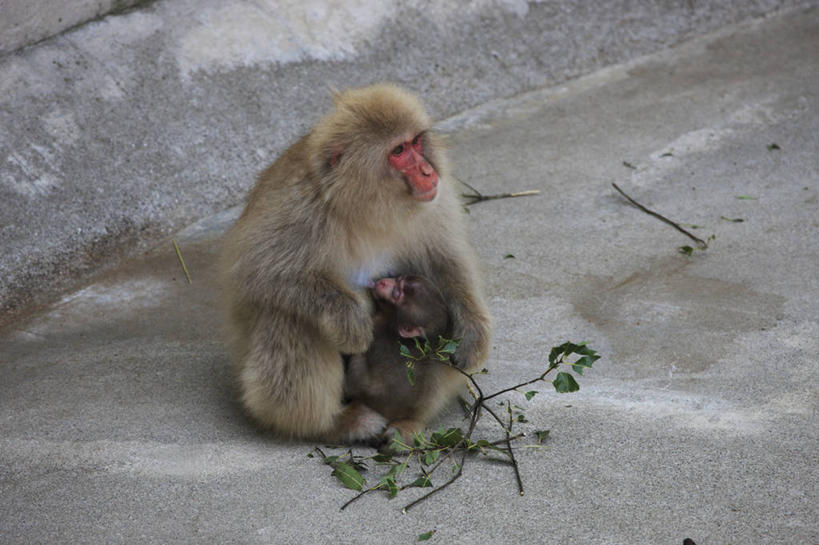 无人,动物园,坐,横图,俯视,室外,特写,白天,野生动物,猴子,握,阴影,光线,影子,枝条,注视,树枝,阳光,动物,观察,看,两只,可爱,握着,活泼,观看,察看,关注,猕猴,日本猕猴,虬枝,枝杈,坐着,彩图,高角度拍摄,全身