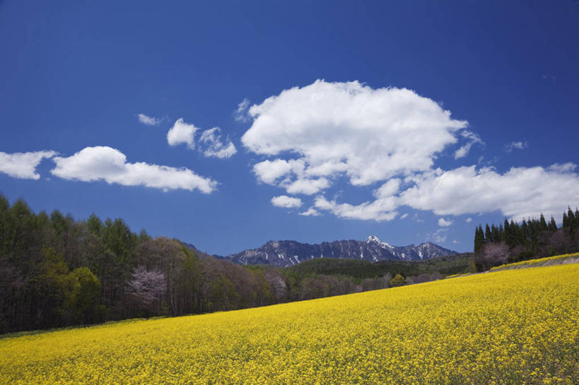 无人,公园,农田,横图,室外,白天,正面,旅游,度假,庄稼,农作物,草地,草坪,花海,花圃,美景,山,树林,雪,雪山,植物,大雪,叶子,长野县,日本,亚洲,许多,阴影,盛开,光线,影子,冰,积雪,景观,山峰,雪景,云,云朵,冬季,冬天,山峦,很多,花蕾,云彩,娱乐,草,花,花瓣,花朵,花卉,鲜花,树,树木,蓝色,绿色,白云,蓝天,天空,阳光,自然,花丛,花束,花田,天,花苞,花蕊,油菜花,享受,休闲,景色,放松,寒冷,生长,晴朗,成长,冰冷,自然风光,东亚,本州,关东地方,本州岛,日本国,中部地方,群马,群马县,长野,新潟,新潟县,严寒,冰凉,酷寒,凛冽,凛凛,极冷,国立公园,晴空,彩图,耕地,庄稼田,油菜花田,上信越高原国立公园,户隐高原,芸苔,芸薹