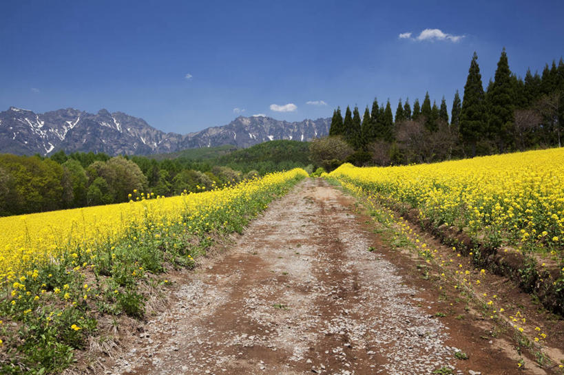 无人,公园,农田,横图,室外,白天,正面,消失点,旅游,度假,庄稼,农作物,草地,草坪,花海,花圃,美景,山,山脉,树林,植物,道路,路,叶子,长野县,日本,亚洲,许多,阴影,盛开,光线,影子,景观,山峰,云,云朵,小路,交通,山峦,很多,花蕾,云彩,娱乐,草,花,花瓣,花朵,花卉,鲜花,树,树木,蓝色,绿色,白云,蓝天,天空,阳光,自然,花丛,花束,花田,群山,天,花苞,花蕊,油菜花,享受,休闲,景色,放松,生长,晴朗,成长,自然风光,东亚,本州,关东地方,本州岛,日本国,中部地方,群马,群马县,长野,新潟,新潟县,国立公园,晴空,彩图,没影点,灭点,耕地,庄稼田,油菜花田,上信越高原国立公园,户隐高原,芸苔,芸薹