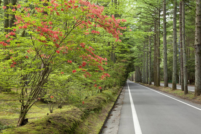 无人,横图,室外,白天,正面,消失点,旅游,度假,草地,草坪,花海,花圃,美景,树林,植物,道路,路,公路,杜鹃花,叶子,北海道,日本,亚洲,许多,阴影,盛开,光线,影子,景观,分界线,杜鹃,停车线,交通,很多,花蕾,娱乐,草,花,花瓣,花朵,花卉,鲜花,树,树木,红色,绿色,阳光,自然,花丛,花束,花田,花苞,花蕊,享受,休闲,景色,放松,生长,成长,车行道,车行道分界线,喜悦,克制,自然风光,标线,东亚,车行线,日本国,北海道地方,北海道岛,红杜鹃,满山红,清明花,清时,山踯躅,红踯躅,节制,欣喜,山石榴,映山红,马路,彩图,没影点,灭点,空知支厅,空知综合振兴局,振兴局,三笠市,道央