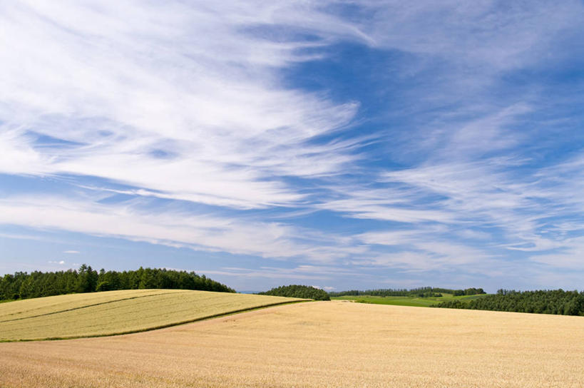 无人,横图,室外,白天,正面,旅游,度假,农作物,小麦,草地,草坪,石头,美景,山,山脉,树林,植物,北海道,日本,亚洲,阴影,光线,石子,影子,景观,山峰,云,云朵,谷物,山峦,云彩,娱乐,草,树,树木,蓝色,绿色,白云,蓝天,天空,阳光,自然,群山,天,享受,休闲,景色,放松,麦子,生长,晴朗,成长,自然风光,东亚,日本国,北海道地方,北海道岛,斯佩尔特小麦,石块,岩石,晴空,彩图
