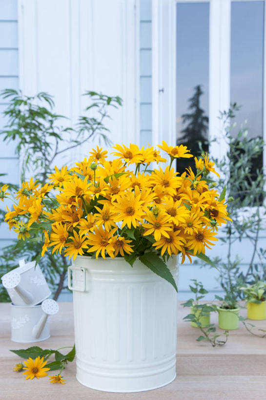 无人,家,竖图,室外,特写,白天,正面,快乐,幸福,智慧,窗户,桌面,桌子,叶子,金属制品,朦胧,模糊,艺术,盛开,金属,木制,壶,铁桶,桶,房屋,墙,屋子,绿叶,玛格丽特,花蕾,洒水壶,文化,楼房,玻璃窗,墙壁,墙面,住宅,水壶,雏菊,花,花瓣,花朵,鲜花,一个,插花,木制品,容器,花苞,花蕊,嫩叶,菊花,活力,单个,希望,储藏,插花艺术,创造,坚强,储存,创作,和平,想象,离别,延命菊,幸福花,春菊,马兰头花,浇水壶,暗恋,纯情,单恋,瓜叶菊,天真,叶,叶片,彩图,愉快,房子,贮存