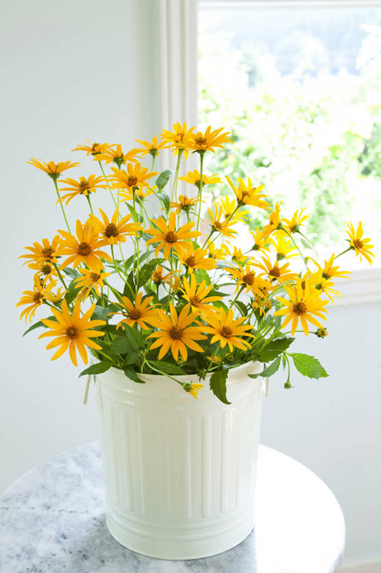 无人,竖图,室内,特写,白天,正面,快乐,幸福,智慧,窗户,桌面,桌子,许多,阴影,艺术,盛开,反射,木制,铁桶,桶,影子,墙,玛格丽特,很多,花蕾,文化,玻璃窗,墙壁,墙面,雏菊,花,花瓣,花朵,鲜花,一个,插花,木制品,容器,花苞,花蕊,橙色,菊花,活力,单个,希望,储藏,插花艺术,创造,坚强,储存,创作,和平,想象,离别,延命菊,幸福花,春菊,马兰头花,暗恋,纯情,单恋,瓜叶菊,天真,彩图,愉快,贮存