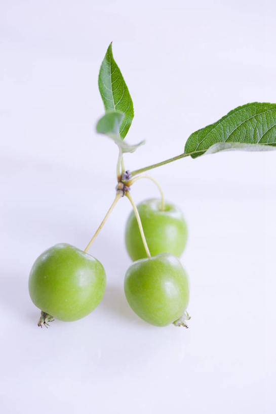 无人,竖图,俯视,室内,特写,白天,白色背景,植物,水果,叶子,阴影,新鲜,反射,纹理,影子,生食,食品,果实,绿叶,食物,三个,绿色,山楂,嫩叶,摄影,有机食品,绿色食品,影棚,肌理,红果,叶,叶片,叶脉,彩图,高角度拍摄,影棚拍摄,拍摄