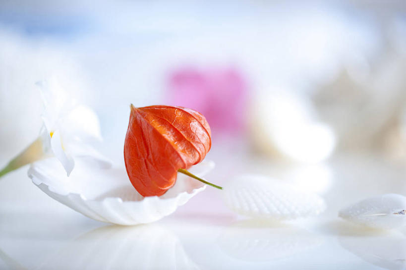 无人,横图,室内,特写,白天,正面,餐桌,桌子,贝壳,阴影,朦胧,模糊,盛开,反射,影子,花蕾,花,花瓣,花朵,鲜花,红色,花苞,花蕊,餐台,冬樱花,悸动,冬海棠,高盆樱,贝类外壳,海螺壳,软体动物外壳,彩图