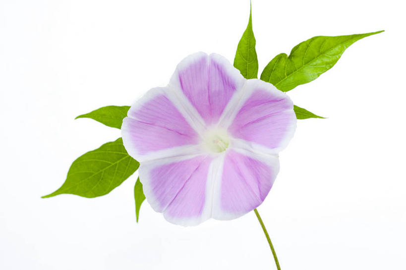 无人,横图,室内,特写,白天,白色背景,正面,爱情,喇叭花,叶子,盛开,绿叶,花蕾,花,花瓣,花朵,鲜花,一朵,粉色,花苞,花蕊,嫩叶,摄影,影棚,虚幻,牵牛,牵牛子,勤娘子,朝颜花,冷静,牵牛花,叶,叶片,彩图,影棚拍摄,拍摄,朝颜