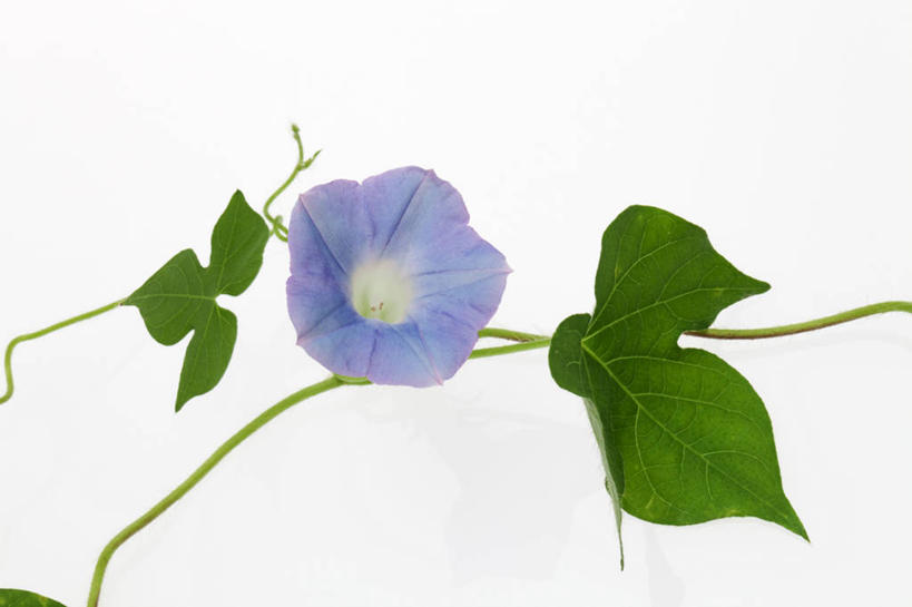 无人,横图,室内,特写,白天,白色背景,正面,爱情,喇叭花,叶子,盛开,绿叶,花蕾,花,花瓣,花朵,鲜花,一朵,蓝色,花苞,花蕊,嫩叶,摄影,影棚,虚幻,牵牛,牵牛子,勤娘子,朝颜花,冷静,牵牛花,叶,叶片,彩图,影棚拍摄,拍摄,朝颜