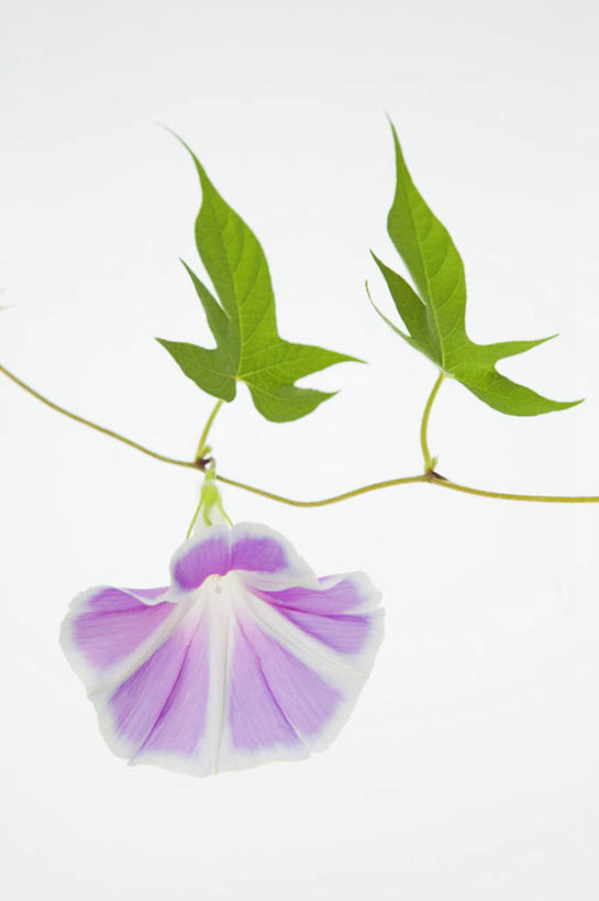 无人,竖图,室内,特写,白天,白色背景,正面,爱情,喇叭花,叶子,盛开,绿叶,花蕾,花,花瓣,花朵,鲜花,一朵,紫色,花苞,花蕊,嫩叶,摄影,影棚,虚幻,牵牛,牵牛子,勤娘子,朝颜花,冷静,牵牛花,叶,叶片,彩图,影棚拍摄,拍摄,朝颜