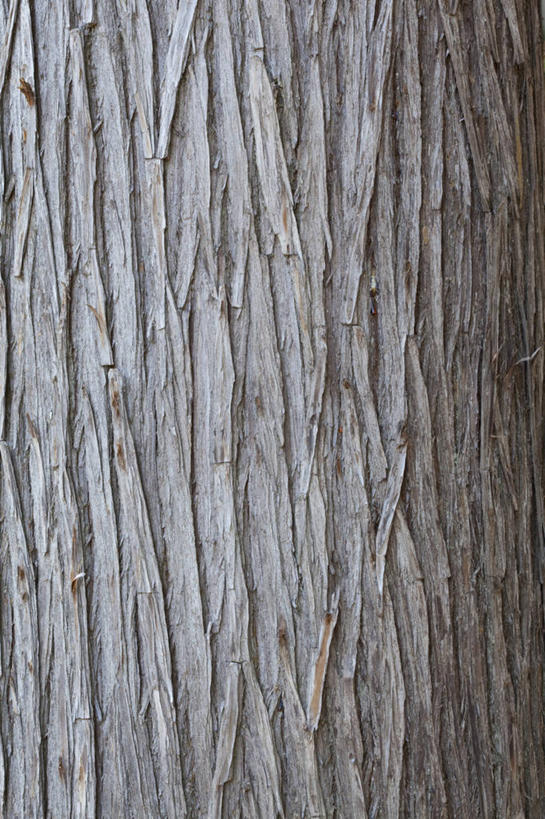 无人,竖图,室内,特写,白天,正面,建材,建筑,松树,静物,纹路,材料,木板,木材,纹理,雪松,木柴,建造,木料,坚定,肌理,长寿,贞洁,香柏,彩图