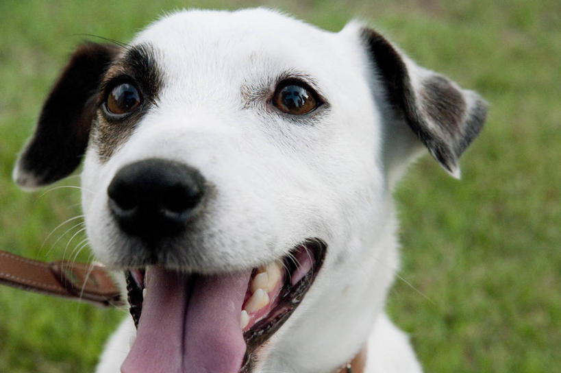 头,无人,横图,室外,特写,白天,正面,草地,草坪,植物,宠物,狗,杰克罗素梗,注视,吐舌头,草,一只,绿色,白色,动物,观察,看,伸舌头,张嘴,吐舌,可爱,观看,察看,关注,张大嘴巴,忠诚,帕尔森罗塞尔梗,杰克拉西尔梗,杰克.拉瑟梗,头部,张开嘴,犬,半身,彩图