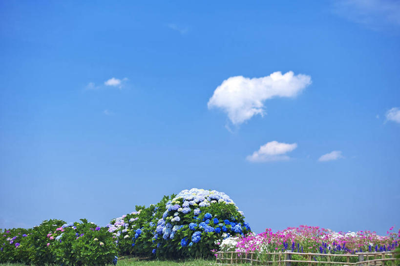 无人,栏杆,横图,室外,白天,正面,旅游,度假,骄傲,草地,草坪,花海,花圃,美景,植物,八仙花,叶子,神奈川,日本,亚洲,阴影,盛开,光线,影子,栅栏,景观,篱笆,云,云朵,围栏,神奈川县,花蕾,云彩,娱乐,护栏,草,花,花瓣,花朵,花卉,鲜花,粉色,蓝色,绿色,白云,蓝天,天空,阳光,自然,花丛,花束,花田,天,花苞,花蕊,绣球花,享受,休闲,景色,放松,晴朗,紫阳花,洋绣球,自然风光,东亚,本州,关东地方,本州岛,日本国,草绣球,斗球,七变化,粉团花,善变,晴空,彩图,平冢市