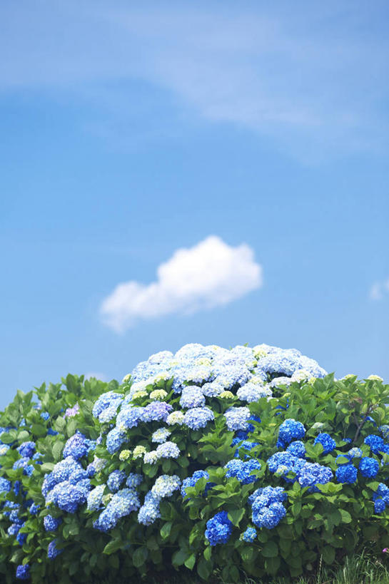 无人,竖图,室外,白天,正面,旅游,度假,骄傲,花海,花圃,美景,植物,八仙花,叶子,神奈川,日本,亚洲,阴影,盛开,光线,影子,景观,云,云朵,神奈川县,花蕾,云彩,娱乐,花,花瓣,花朵,花卉,鲜花,蓝色,绿色,白云,蓝天,天空,阳光,自然,花丛,花束,花田,天,花苞,花蕊,绣球花,享受,休闲,景色,放松,晴朗,紫阳花,洋绣球,自然风光,东亚,本州,关东地方,本州岛,日本国,草绣球,斗球,七变化,粉团花,善变,晴空,彩图,平冢市