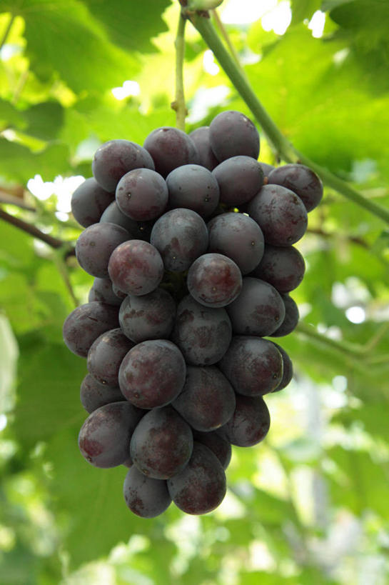 无人,果园,竖图,室外,特写,白天,正面,美景,田园,葡萄,水果,叶子,长野县,日本,亚洲,一串,吊挂,悬挂,阴影,朦胧,模糊,新鲜,光线,影子,景观,生食,食品,果实,绿叶,挂,葡萄园,食物,阳光,自然,庄园,嫩叶,景色,有机食品,绿色食品,自然风光,东亚,本州,本州岛,日本国,中部地方,长野,诹访,诹访市,叶,叶片,山葫芦,蒲桃,草龙珠,彩图,黑葡萄