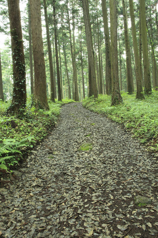 无人,竖图,室外,白天,正面,旅游,度假,草地,草坪,美景,森林,树林,植物,道路,路,柏树,神奈川,日本,亚洲,一排,整齐,并列,并排,景观,小路,树桩,交通,横滨,横滨市,神奈川县,娱乐,草,树,树干,树木,排列,绿色,自然,享受,休闲,木桩,景色,放松,乡间小路,生长,成长,队列,自然风光,平行,东亚,本州,首府,关东地方,本州岛,日本国,高尚,长寿,不朽,正气,彩图,丝柏
