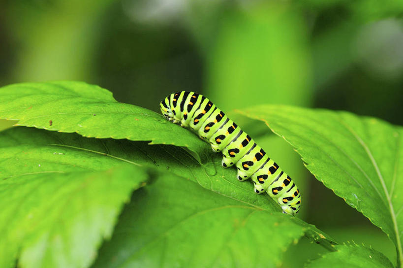 无人,横图,室外,特写,白天,侧面,美景,植物,叶子,朦胧,模糊,昆虫,纹理,景观,绿叶,停留,一只,绿色,自然,动物,嫩叶,景色,毛毛虫,停止,自然风光,肌理,害虫,逗留,停顿,毛虫,叶,叶片,叶脉,彩图,全身