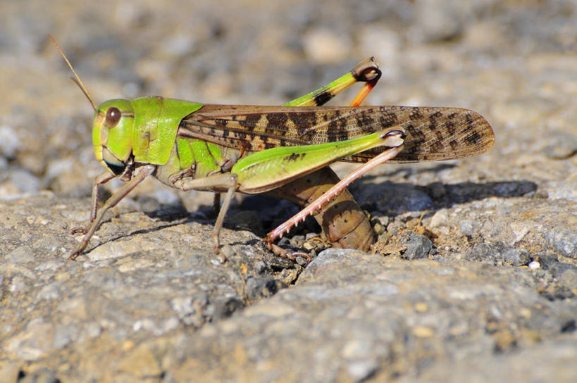 无人,横图,室外,特写,白天,侧面,石头,美景,一堆,许多,阴影,堆叠,堆积,朦胧,模糊,光线,昆虫,石子,影子,景观,很多,注视,一只,阳光,自然,动物,观察,看,趴着,景色,观看,堆,察看,关注,蝗虫,自然风光,蚂蚱,害虫,排卵,产卵,石块,趴,彩图,全身