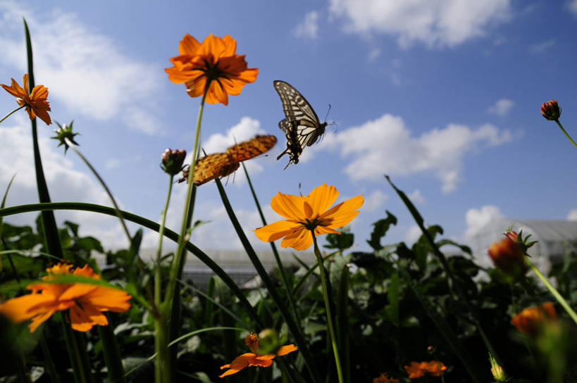 无人,横图,室外,特写,白天,仰视,花海,花圃,美景,植物,蝴蝶,叶子,日本,亚洲,飞翔,伸展,张开,展翅,阴影,盛开,飞行,光线,翅膀,昆虫,影子,景观,云,云朵,千叶县,翱翔,花蕾,云彩,注视,飞,花,花瓣,花朵,花卉,鲜花,一只,黄色,蓝色,绿色,白云,蓝天,天空,阳光,自然,动物,花丛,花束,花田,天,花苞,花蕊,观察,看,景色,晴朗,观看,凤蝶,察看,关注,自然风光,益虫,东亚,张开翅膀,本州,关东地方,本州岛,日本国,千叶,凤子蝶,橘狗,展开翅膀,晴空,彩图,低角度拍摄,全身