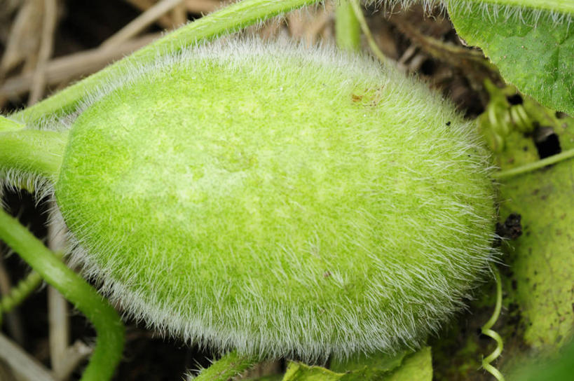 无人,农田,横图,俯视,室外,特写,白天,庄稼,农作物,美景,蔬菜,阴影,新鲜,光线,影子,景观,食品,食物,一个,阳光,自然,白瓜,景色,有机食品,绿色食品,单个,自然风光,水芝,彩图,高角度拍摄,耕地,庄稼田,白冬瓜,地芝,东瓜,濮瓜,枕瓜