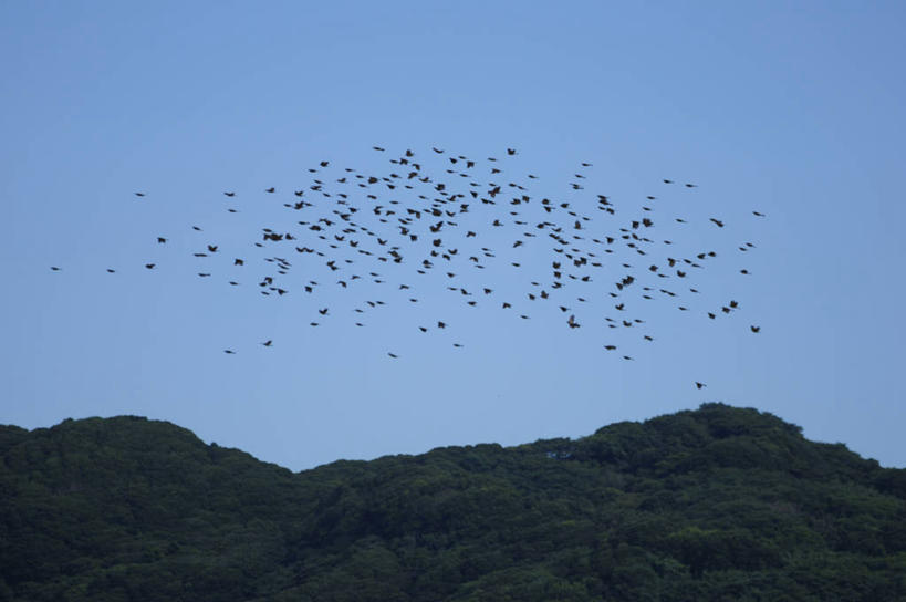 无人,横图,室外,白天,仰视,旅游,度假,美景,森林,山,山脉,树林,植物,鸟,日本,亚洲,许多,飞翔,伸展,张开,展翅,阴影,飞行,光线,翅膀,鸟类,影子,景观,山峰,山峦,千叶县,很多,翱翔,注视,娱乐,飞,树,树木,蓝色,绿色,蓝天,天空,阳光,自然,群山,天,观察,看,享受,休闲,景色,放松,生长,晴朗,成长,观看,察看,关注,自然风光,东亚,张开翅膀,本州,万里无云,关东地方,本州岛,日本国,千叶,栗耳鹎,展开翅膀,鹎,晴空,晴空万里,彩图,低角度拍摄,全身,棕耳鹎,栗耳短脚鹎
