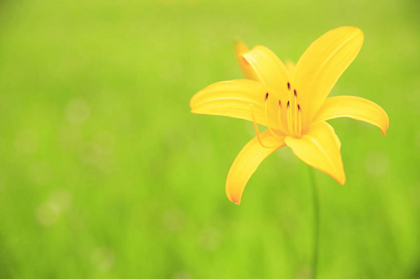 无人,横图,室外,特写,白天,正面,草地,草坪,美景,植物,萱草,阴影,朦胧,模糊,盛开,光线,影子,景观,花蕾,草,花,花瓣,花朵,鲜花,一朵,黄色,绿色,阳光,自然,花苞,花蕊,景色,自然风光,疗愁,萱草花,宜男,忘忧草,金针菜,黄花菜,黄花,彩图,大苞萱草,大花萱草