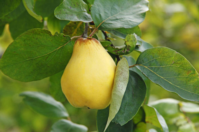 无人,横图,室外,特写,白天,正面,美景,植物,木瓜,叶子,吊挂,悬挂,阴影,朦胧,模糊,光线,纹理,影子,景观,果树,绿叶,挂,树,树木,一个,黄色,绿色,阳光,自然,嫩叶,景色,生长,单个,成长,自然风光,肌理,奶匏,蓬生果,乳瓜,石瓜,万寿匏,木梨,叶,叶片,叶脉,万寿果,番木瓜,彩图,木瓜树