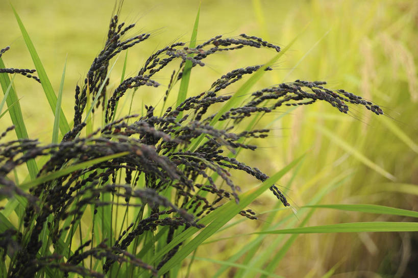 无人,农田,横图,室外,特写,白天,正面,农业,庄稼,农作物,美景,阴影,朦胧,模糊,光线,影子,稻田,景观,谷类,谷物,米,大米,阳光,自然,景色,自然风光,黑米,彩图,耕地,庄稼田