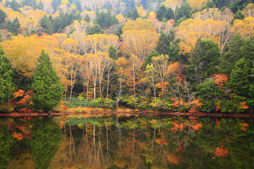 无人,横图,室外,白天,正面,旅游,度假,湖,湖泊,美景,秋季,森林,树林,水,植物,长野县,日本,亚洲,湖面,景观,水流,水面,娱乐,树,树木,绿色,倒影,自然,湖水,享受,休闲,景色,放松,生长,成长,倒映,自然风光,东亚,本州,本州岛,日本国,中部地方,长野,反照,山之内,山之内町,下高井郡,秋,秋天,彩图