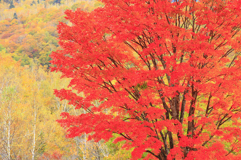 无人,横图,室外,白天,正面,旅游,度假,美景,树林,植物,枫树,叶子,长野县,日本,亚洲,阴影,光线,影子,景观,枫叶,枯叶,落叶,娱乐,树,树木,黄色,红色,绿色,阳光,自然,享受,休闲,景色,放松,生长,成长,枫树叶,自然风光,东亚,本州,本州岛,日本国,中部地方,岐阜,岐阜县,长野,槭树,乘鞍高原,糖枫,糖槭,糖槭树,叶,叶片,彩图