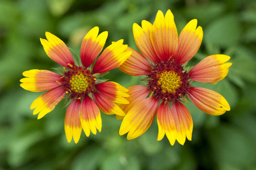 无人,横图,俯视,室外,特写,白天,美景,植物,叶子,阴影,朦胧,模糊,渐变,盛开,光线,影子,景观,绿叶,花,花瓣,花朵,花卉,鲜花,两朵,黄色,阳光,自然,花蕊,橙色,嫩叶,景色,自然风光,叶,叶片,彩图,高角度拍摄