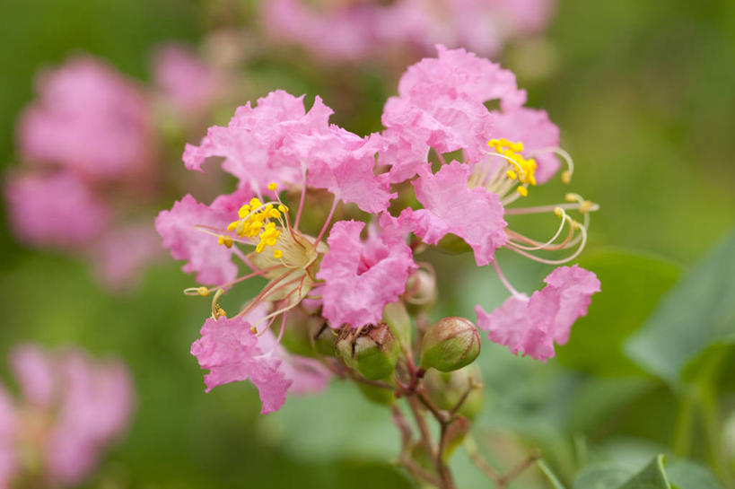 无人,横图,俯视,室外,特写,白天,爱情,花海,花圃,美景,植物,叶子,阴影,朦胧,模糊,盛开,光线,影子,景观,绿叶,花蕾,花,花瓣,花朵,花卉,鲜花,粉色,绿色,阳光,自然,花丛,花束,花田,花苞,花蕊,嫩叶,景色,沉迷,自然风光,紫薇,痒痒树,好运,叶,叶片,五里香,怕痒花,满堂红,百日红,彩图,高角度拍摄
