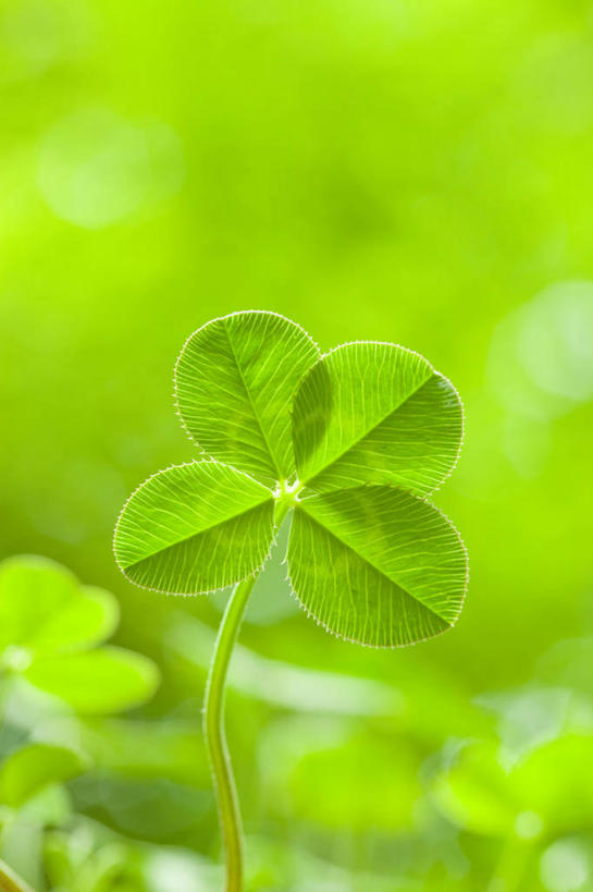 无人,竖图,俯视,室外,特写,白天,自由,美景,阴影,朦胧,模糊,新鲜,光线,影子,景观,四叶草,幸运草,绿色,阳光,自然,景色,青春,生命,自然风光,和平,安详,牛角花,统一,冷色,团结,幸运,彩图,高角度拍摄