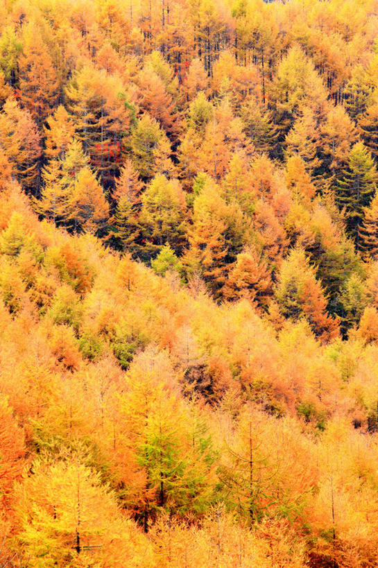 无人,竖图,俯视,室外,白天,旅游,度假,美景,秋季,森林,山,山脉,树林,植物,松树,长野县,日本,亚洲,阴影,光线,影子,景观,山峰,山峦,娱乐,树,树木,黄色,绿色,阳光,自然,群山,享受,休闲,橙色,景色,放松,生长,成长,自然风光,坚定,东亚,本州,落叶松,本州岛,日本国,中部地方,长野,长寿,贞洁,秋,秋天,彩图,高角度拍摄,黄花松