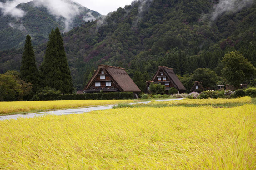 无人,家,木屋,农田,横图,室外,白天,正面,旅游,度假,农业,庄稼,农作物,美景,山,山脉,雾,日本,亚洲,丰富,丰收,朦胧,模糊,稻田,景观,山峰,山峦,丰盛,娱乐,住宅,自然,群山,享受,休闲,景色,放松,收获,迷雾,自然风光,东亚,本州,本州岛,日本国,中部地方,岐阜,岐阜县,丰登,丰硕,大雾,彩图,耕地,庄稼田,茅舍,茅屋,棚屋,小木屋,小屋,大野郡,白川村