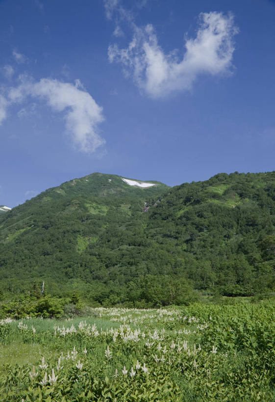 无人,竖图,室外,白天,仰视,旅游,度假,花海,花圃,美景,森林,山,山脉,树林,植物,叶子,长野县,日本,亚洲,阴影,盛开,光线,影子,景观,山峰,云,云朵,山峦,花蕾,云彩,娱乐,花,花瓣,花朵,花卉,鲜花,树,树木,蓝色,绿色,白云,蓝天,天空,阳光,自然,花丛,花束,花田,群山,天,花苞,花蕊,享受,休闲,景色,放松,生长,晴朗,成长,自然风光,东亚,本州,本州岛,日本国,中部地方,长野,北安,北安昙郡,晴空,彩图,低角度拍摄,小谷村,栂池高原