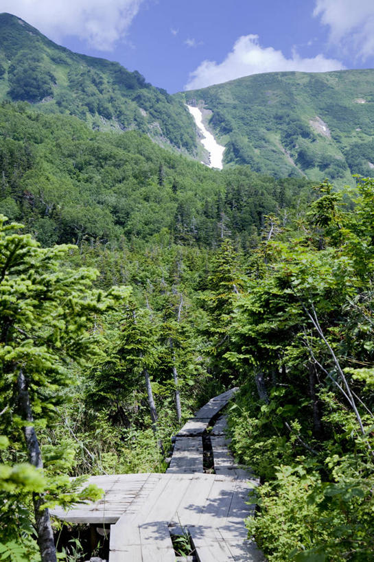 无人,竖图,室外,白天,仰视,旅游,度假,美景,森林,山,山脉,树林,植物,道路,路,长野县,日本,亚洲,阴影,光线,影子,景观,山峰,云,云朵,小路,交通,山峦,云彩,娱乐,树,树木,蓝色,绿色,白云,蓝天,天空,阳光,自然,群山,天,享受,休闲,景色,放松,生长,晴朗,成长,自然风光,东亚,本州,本州岛,日本国,中部地方,长野,北安,北安昙郡,晴空,彩图,低角度拍摄,小谷村,栂池高原