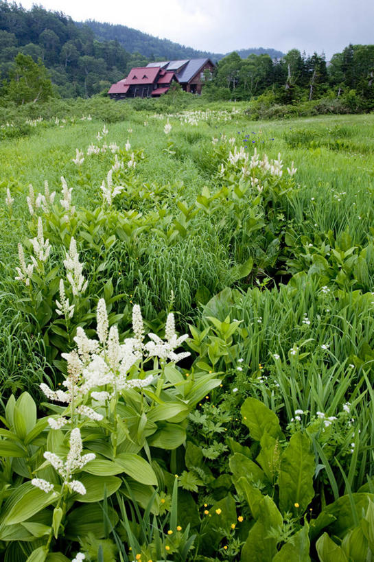 无人,竖图,室外,白天,正面,旅游,度假,草地,草坪,花海,花圃,美景,山,山脉,树林,植物,叶子,长野县,日本,亚洲,阴影,盛开,光线,影子,景观,山峰,云,云朵,山峦,花蕾,云彩,娱乐,草,花,花瓣,花朵,花卉,鲜花,树,树木,蓝色,绿色,白云,蓝天,天空,阳光,自然,花丛,花束,花田,群山,天,花苞,花蕊,享受,休闲,景色,放松,生长,晴朗,成长,自然风光,东亚,本州,本州岛,日本国,中部地方,长野,北安,北安昙郡,晴空,彩图,小谷村,栂池高原