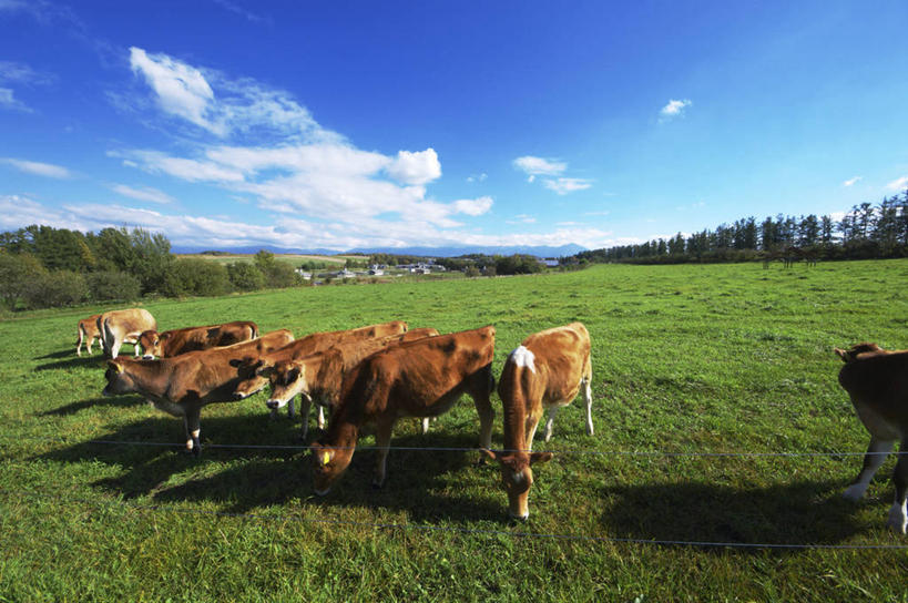 无人,农场,站,吃,横图,俯视,室外,白天,旅游,度假,畜牧业,牧场,草地,草坪,美景,植物,牛,北海道,日本,亚洲,一排,一群,许多,阴影,花纹,整齐,光线,影子,景观,云,云朵,乳牛,很多,云彩,注视,娱乐,草,树,树木,排列,蓝色,绿色,白云,蓝天,天空,阳光,自然,动物,天,低头,观察,看,站着,享受,休闲,家畜,景色,放松,牲畜,生长,晴朗,成长,观看,察看,队列,关注,自然风光,斑纹,东亚,畜牧,日本国,北海道地方,北海道岛,美瑛町,牧业,美瑛,垂头,道北,娟姗牛,泽西牛,晴空,奶牛,嚼,食,站立,半身,彩图,高角度拍摄,上川郡,上川支厅