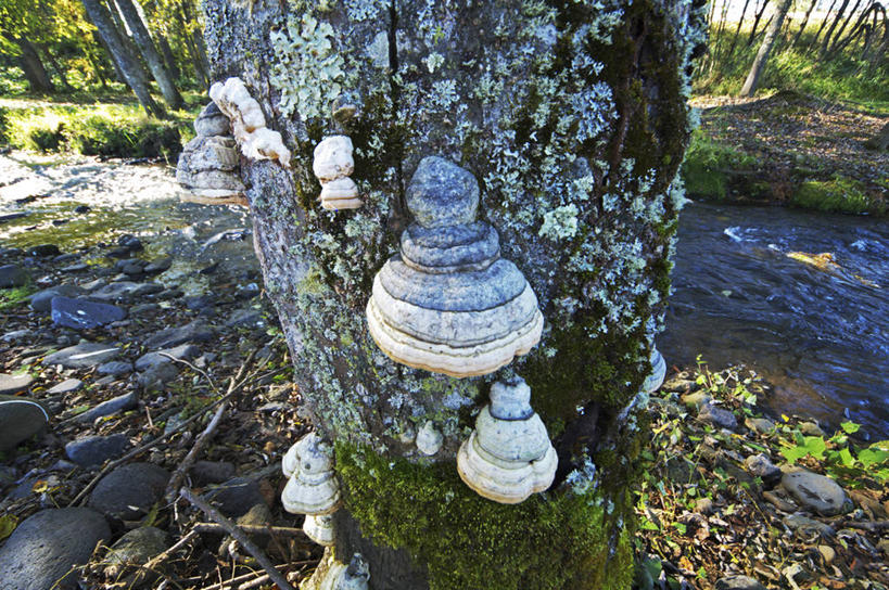 无人,横图,俯视,室外,特写,白天,旅游,度假,河流,美景,森林,树林,水,植物,蔬菜,北海道,日本,亚洲,阴影,波纹,新鲜,光线,影子,河水,景观,水流,菌菇,食品,树桩,涟漪,菌类,娱乐,树,树干,树木,食物,绿色,倒影,水纹,阳光,自然,波浪,享受,休闲,木桩,食用菌,景色,放松,有机食品,绿色食品,生长,成长,倒映,真菌,自然风光,东亚,羊肚菇,日本国,水晕,北海道地方,北海道岛,反照,羊肚菜,羊肚菌,羊蘑,美味羊肚菌,彩图,高角度拍摄,草笠竹
