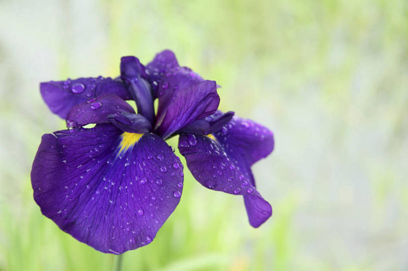 无人,横图,室外,特写,白天,正面,爱情,友谊,花海,花圃,美景,水,植物,露水,叶子,阴影,朦胧,模糊,盛开,透明,光线,液体,影子,景观,水滴,鸢尾花,花蕾,水珠,花,花瓣,花朵,花卉,鲜花,一朵,绿色,紫色,阳光,自然,花丛,花束,花田,露珠,花苞,花蕊,景色,生机,鸢尾,剔透,自然风光,紫蝴蝶,蓝蝴蝶,扁竹花,灵动,通明,日本鸢尾,彩图,爱丽丝,爱丽丝花,晶莹