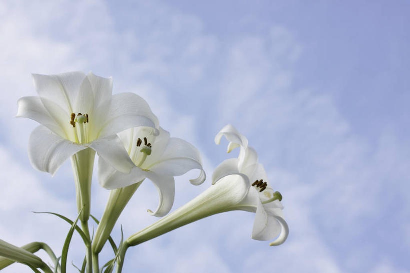 无人,横图,室外,特写,白天,仰视,花海,花圃,美景,植物,百合花,叶子,阴影,盛开,光线,影子,景观,云,云朵,花蕾,云彩,花,花瓣,花朵,花卉,鲜花,蓝色,绿色,白色,白云,蓝天,天空,阳光,自然,花丛,花束,花田,天,花苞,花蕊,景色,晴朗,自然风光,强瞿,百合蒜,倒仙,番韭,山丹,晴空,彩图,低角度拍摄,白百合,白花百合,圣母百合